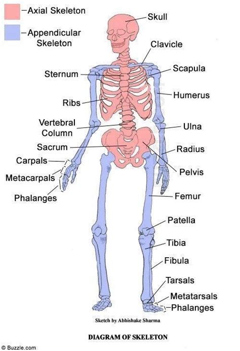 part of the upper limb between the shoulder and the elbow joint. . Appendicular skeleton quizlet